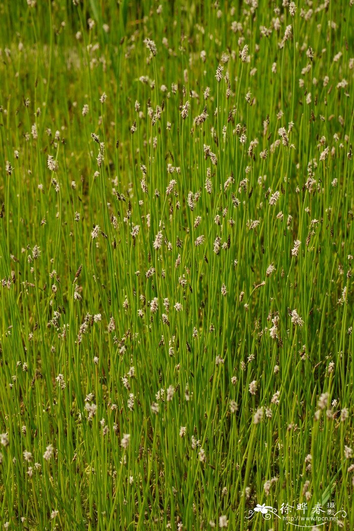 羽毛荸荠Eleocharis wichurae 羽毛荸荠Eleocharis wichurae
