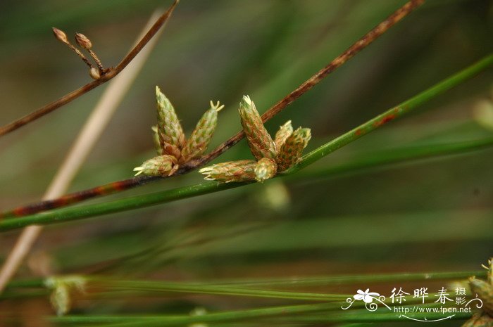 猪毛草Schoenoplectus wallichii 猪毛草Schoenoplectus wallichii