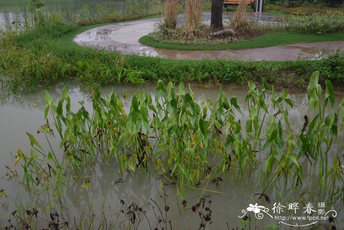慈菇Sagittaria trifolia subsp. leucopetala 慈菇Sagittaria trifolia subsp. leucopetala