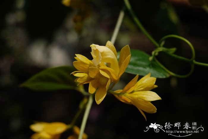 沃尔夫藤Petraeovitex wolfei 沃尔夫藤Petraeovitex wolfei