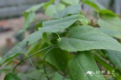 南美油藤Plukenetia volubilis