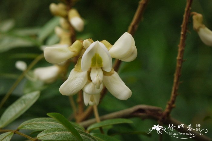 美丽鸡血藤Callerya speciosa