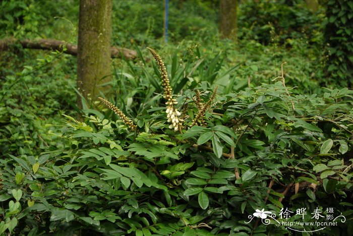 美丽鸡血藤Callerya speciosa