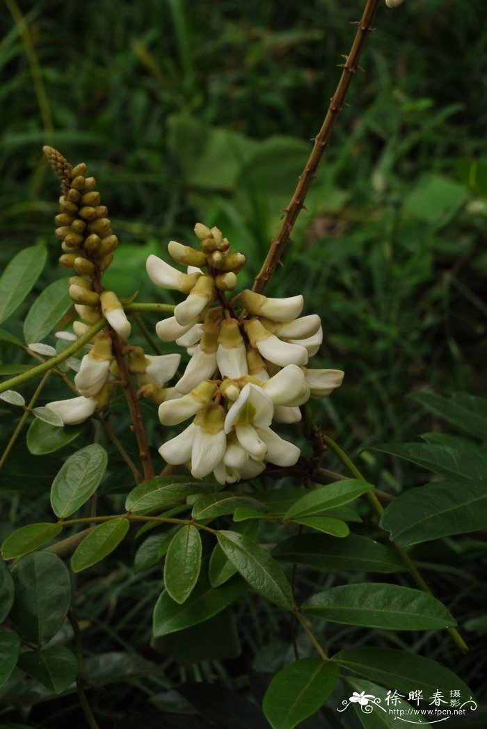 美丽鸡血藤Callerya speciosa