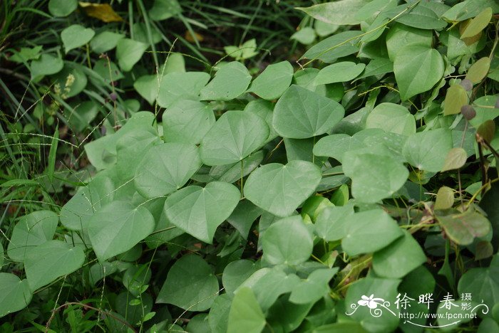 秤钩风Diploclisia affinis 秤钩风Diploclisia affinis