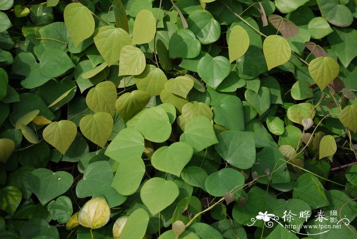 秤钩风Diploclisia affinis 秤钩风Diploclisia affinis