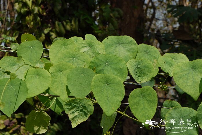地不容Stephania epigaea 地不容Stephania epigaea