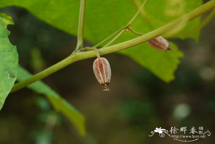 罗汉果Siraitia grosvenorii