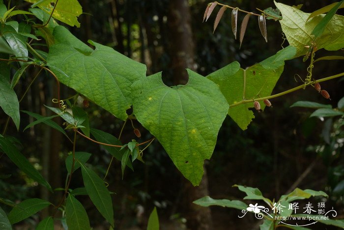 罗汉果Siraitia grosvenorii