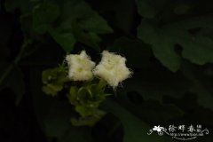 中华栝楼Trichosanthes rosthornii