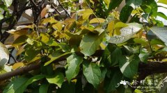 风筝果Hiptage benghalensis