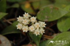 铁草鞋Hoya pottsii