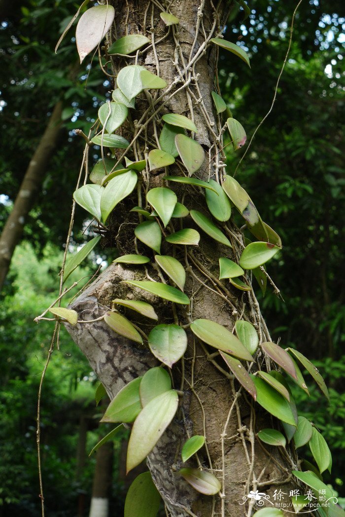 铁草鞋Hoya pottsii 铁草鞋Hoya pottsii