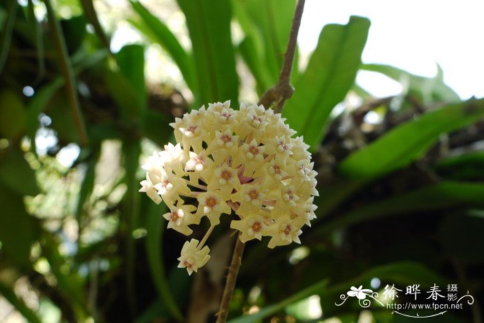 铁草鞋Hoya pottsii 铁草鞋Hoya pottsii