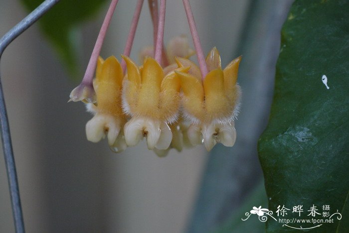 猴王球兰Hoya praetorii 猴王球兰Hoya praetorii