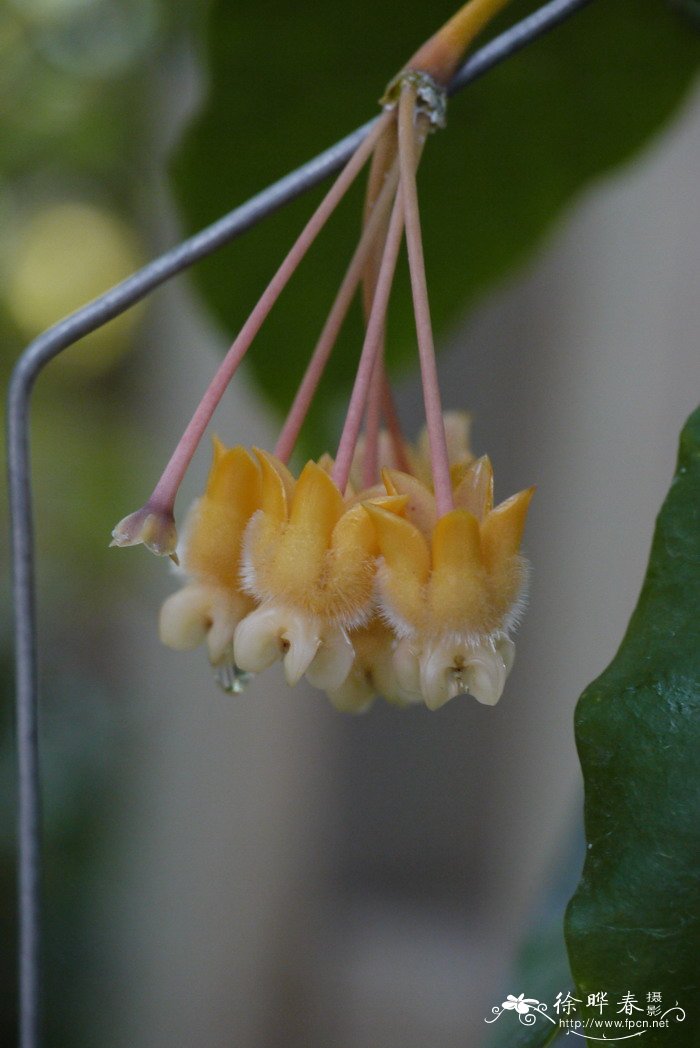 猴王球兰Hoya praetorii 猴王球兰Hoya praetorii