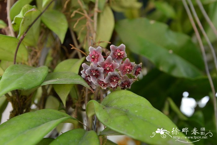 红巴顿球兰Hoya pubicalyx 'Red Button'