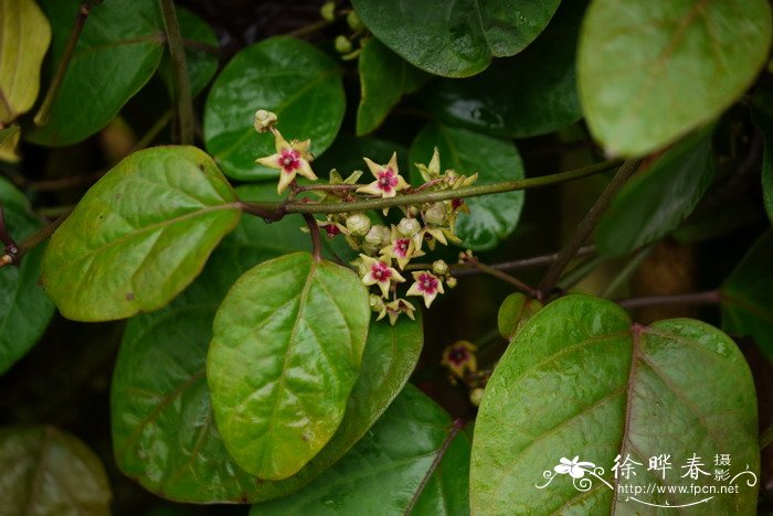 娃儿藤Tylophora ovata 娃儿藤Tylophora ovata