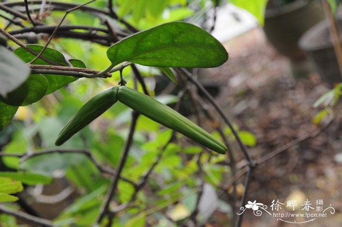娃儿藤Tylophora ovata 娃儿藤Tylophora ovata