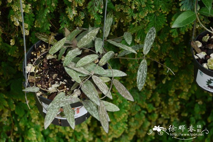 斑印球兰Hoya sigillatis