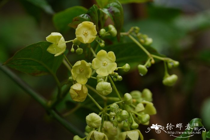 驼峰藤Merrillanthus hainanensis