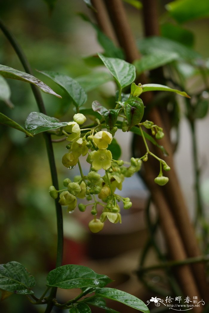 驼峰藤Merrillanthus hainanensis