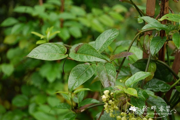 驼峰藤Merrillanthus hainanensis