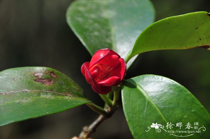 黑老虎Kadsura coccinea 黑老虎Kadsura coccinea