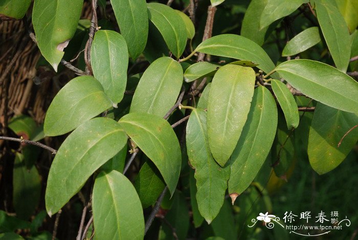 黑老虎Kadsura coccinea 黑老虎Kadsura coccinea