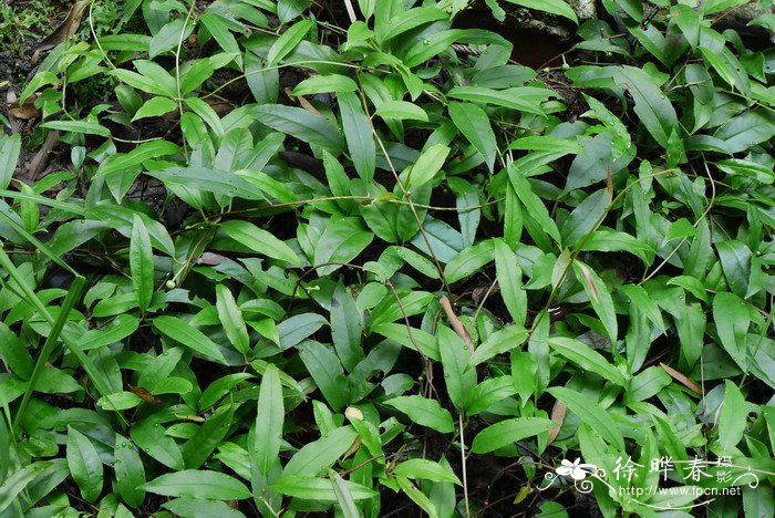 黑老虎Kadsura coccinea 黑老虎Kadsura coccinea