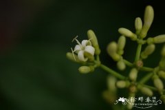 穴果木Coelospermum kanehirae