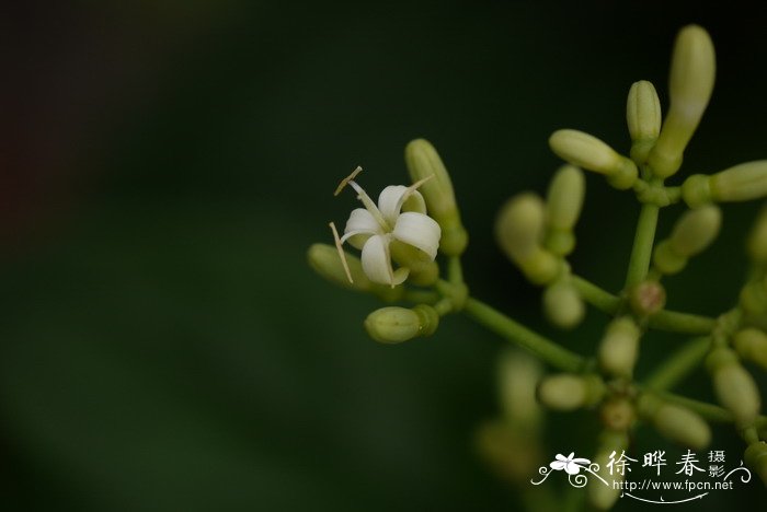 穴果木Coelospermum kanehirae