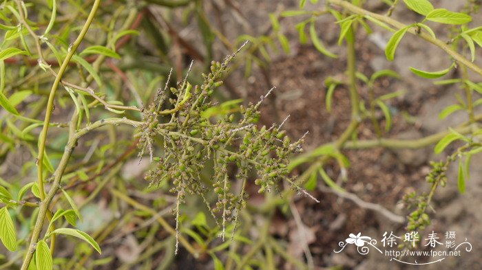 大叶勾儿茶Berchemia huana