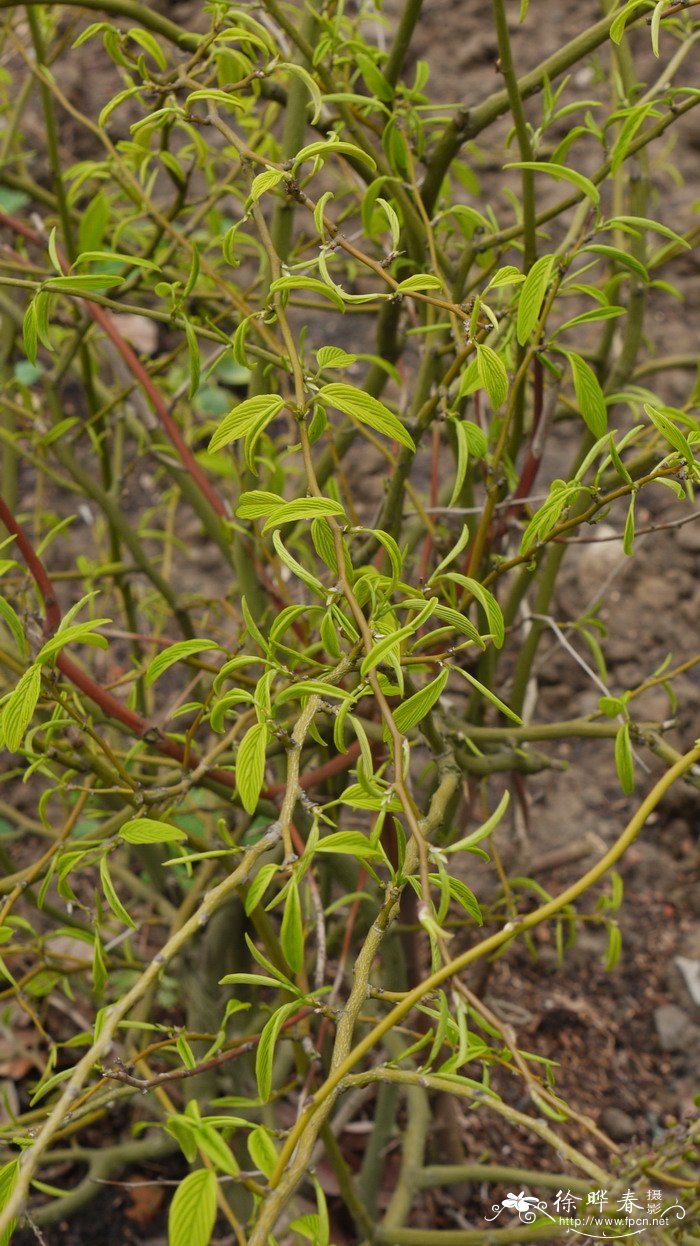 大叶勾儿茶Berchemia huana