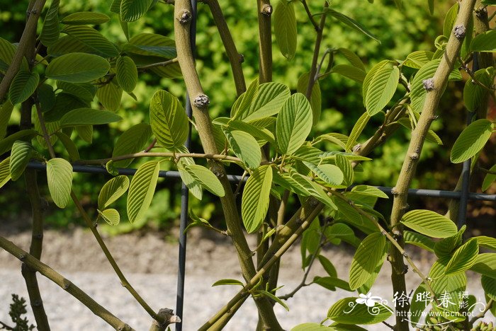 牯岭勾儿茶Berchemia kulingensis 牯岭勾儿茶Berchemia kulingensis