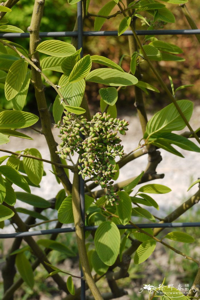 牯岭勾儿茶Berchemia kulingensis 牯岭勾儿茶Berchemia kulingensis