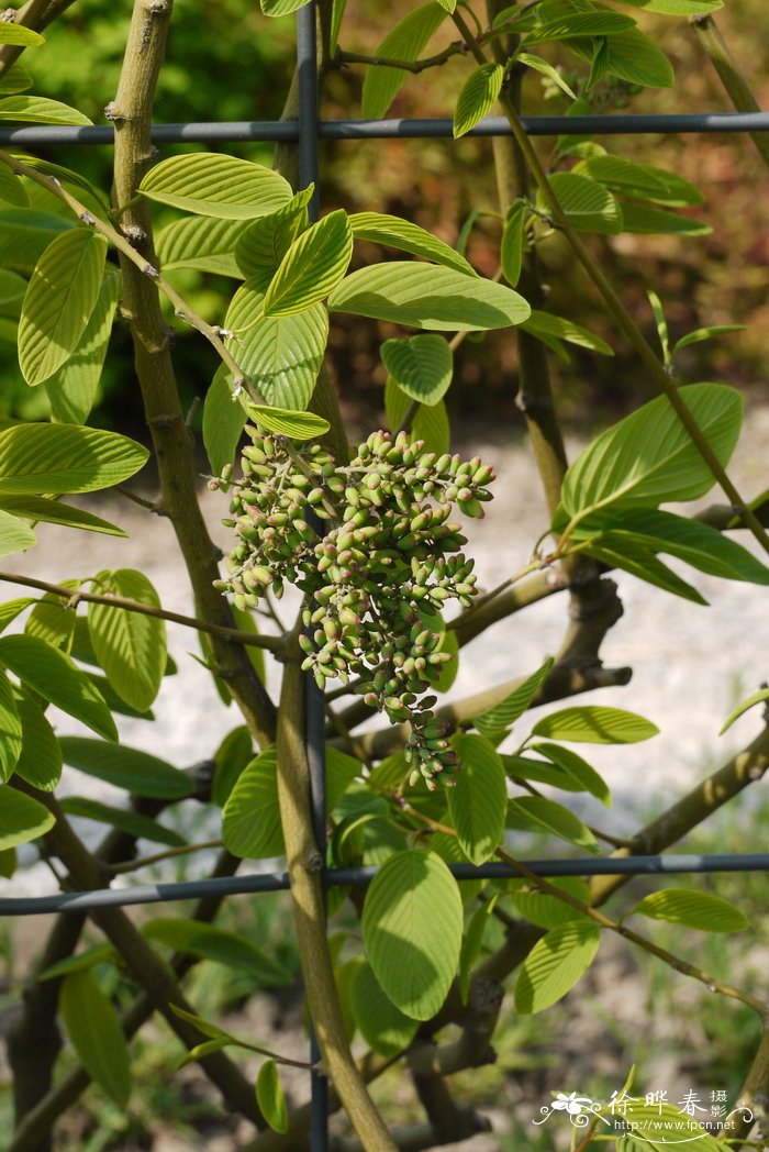 牯岭勾儿茶Berchemia kulingensis