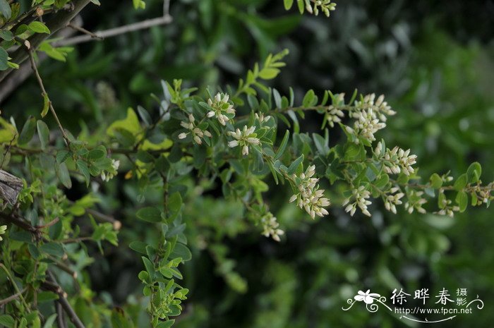 铁包金Berchemia lineata 铁包金Berchemia lineata