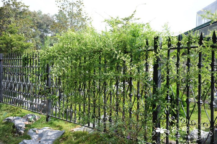 铁包金Berchemia lineata 铁包金Berchemia lineata