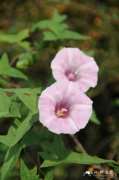 藤长苗Calystegia pellita