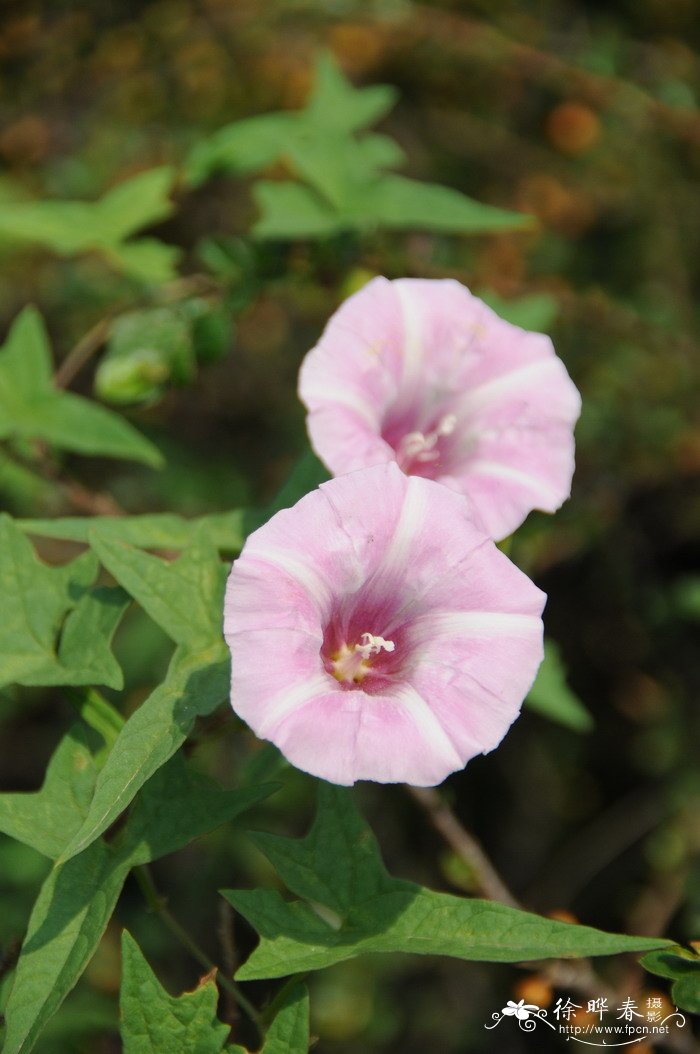 藤长苗Calystegia pellita 藤长苗Calystegia pellita