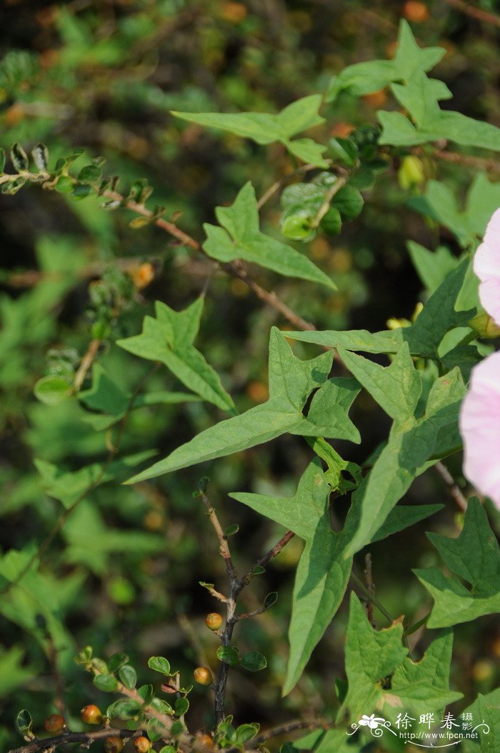藤长苗Calystegia pellita 藤长苗Calystegia pellita