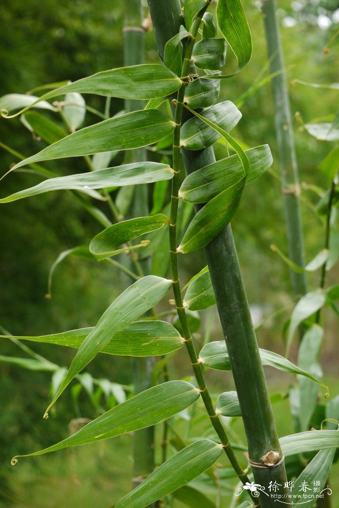 须叶藤Flagellaria indica