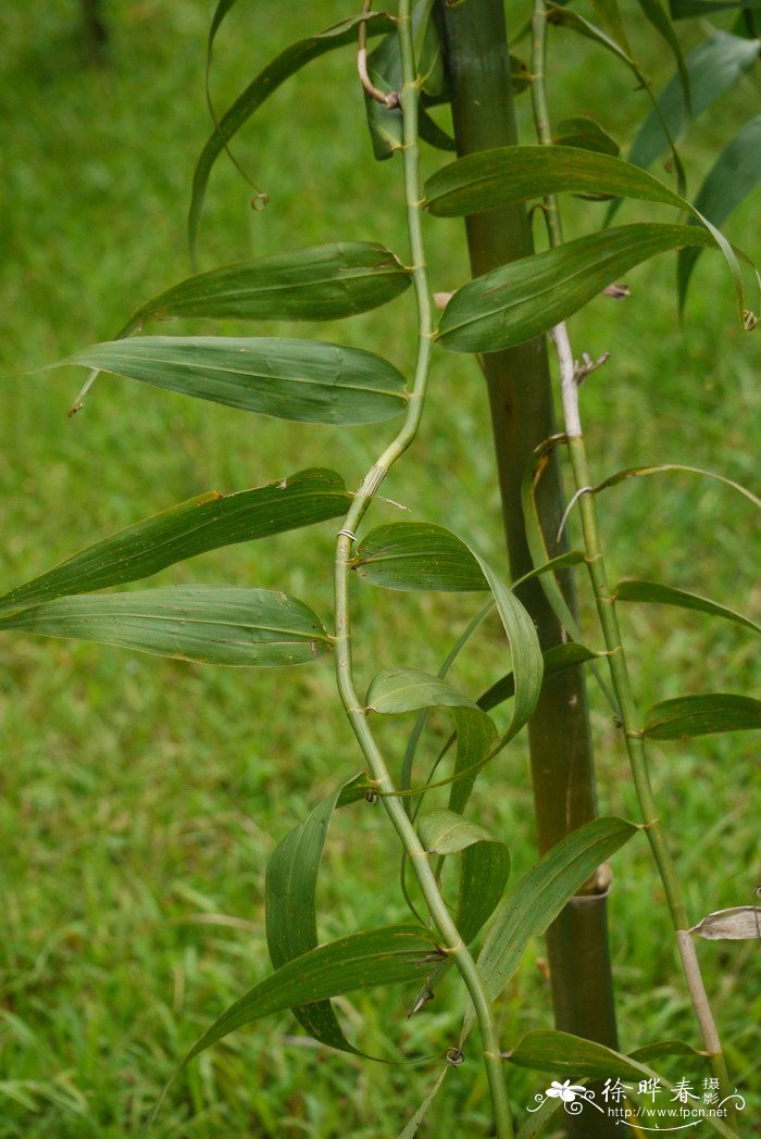 须叶藤Flagellaria indica 须叶藤Flagellaria indica