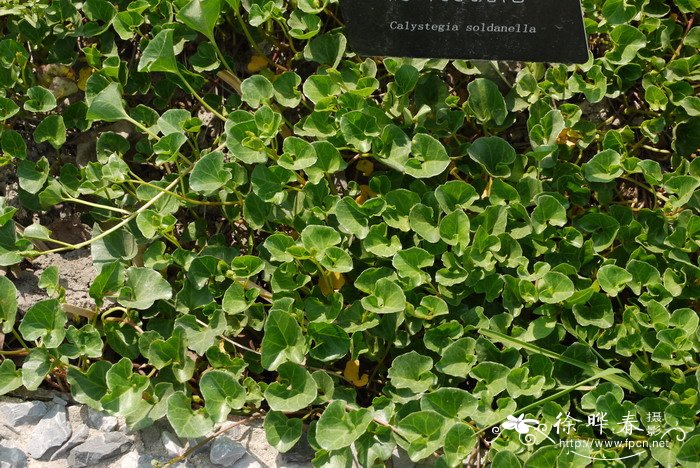 肾叶打碗花Calystegia soldanella 肾叶打碗花Calystegia soldanella