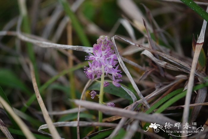 绵枣儿Barnardia japonica 绵枣儿Barnardia japonica