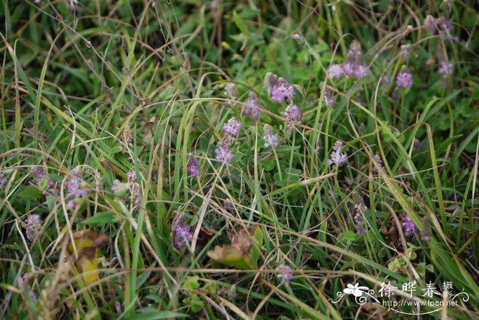 绵枣儿Barnardia japonica