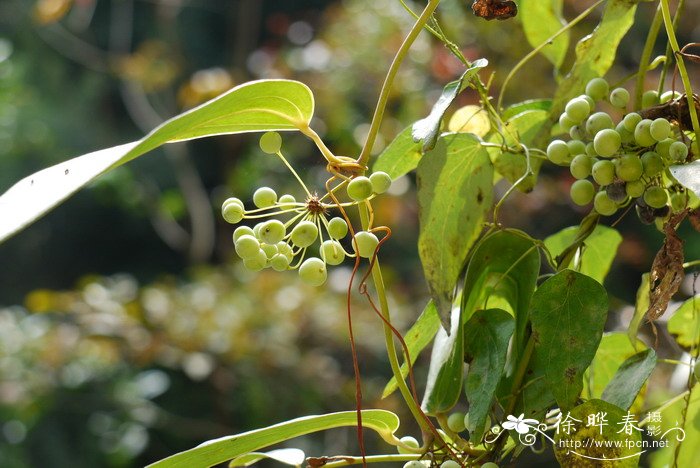 土茯苓Smilax glabra 土茯苓Smilax glabra