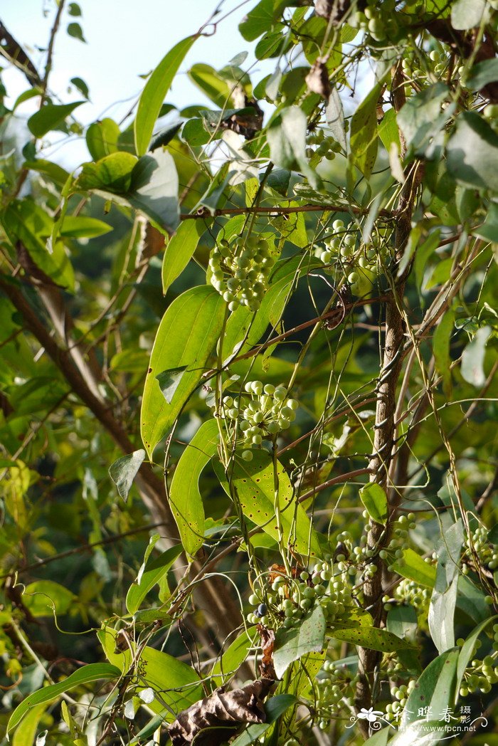 土茯苓Smilax glabra 土茯苓Smilax glabra
