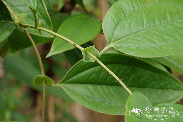 穿鞘菝葜Smilax perfoliata 穿鞘菝葜Smilax perfoliata